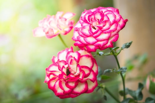 Roses in the garden, Roses are beautiful with a beautiful sunny day.