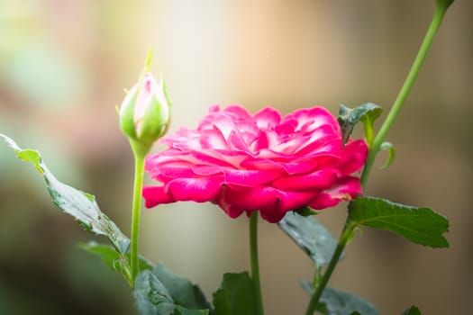 Roses in the garden, Roses are beautiful with a beautiful sunny day.