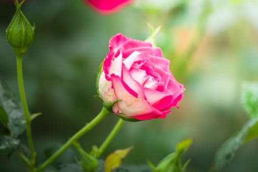 Roses in the garden, Roses are beautiful with a beautiful sunny day.