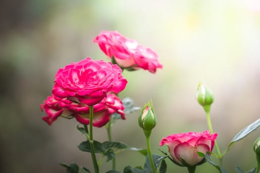 Roses in the garden, Roses are beautiful with a beautiful sunny day.