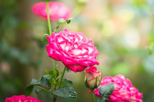 Roses in the garden, Roses are beautiful with a beautiful sunny day.