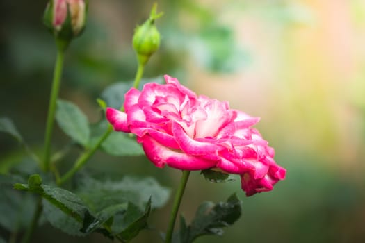 Roses in the garden, Roses are beautiful with a beautiful sunny day.