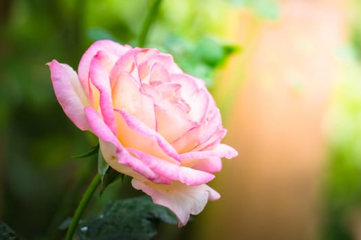 Roses in the garden, Roses are beautiful with a beautiful sunny day.