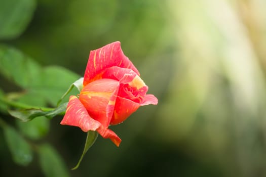 Roses in the garden, Roses are beautiful with a beautiful sunny day.