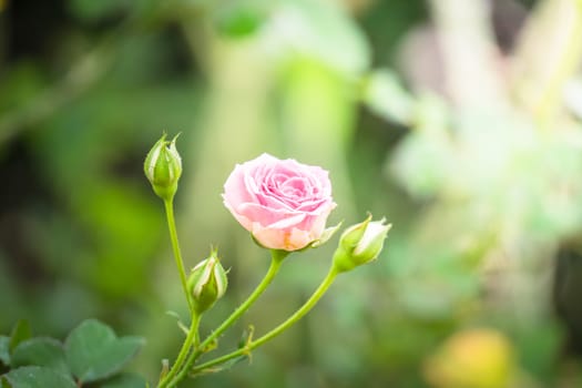 Roses in the garden, Roses are beautiful with a beautiful sunny day.