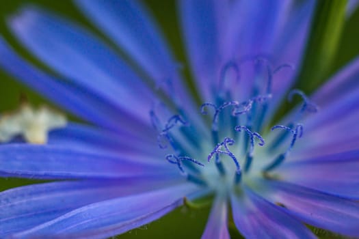 bright flowers macro photo color close up