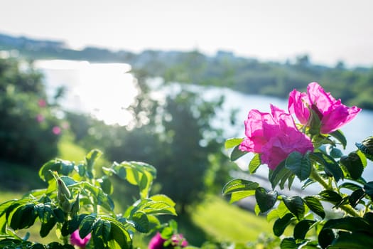 flowers summer South field amazing color love