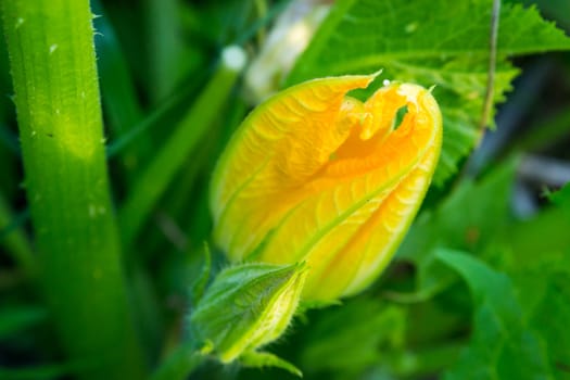 bright flowers macro photo color close up