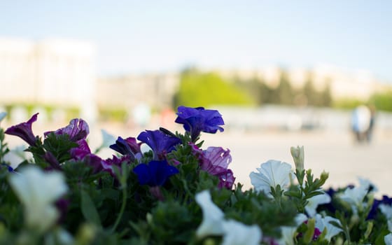 flowers summer South field amazing color love