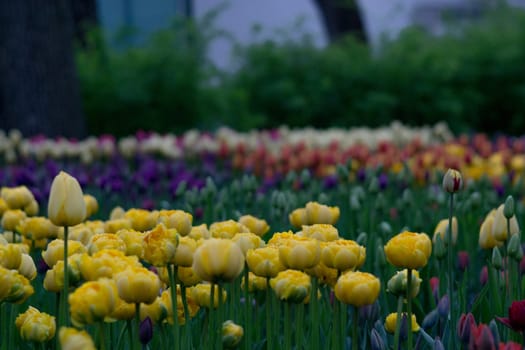 flowers summer South field amazing color love