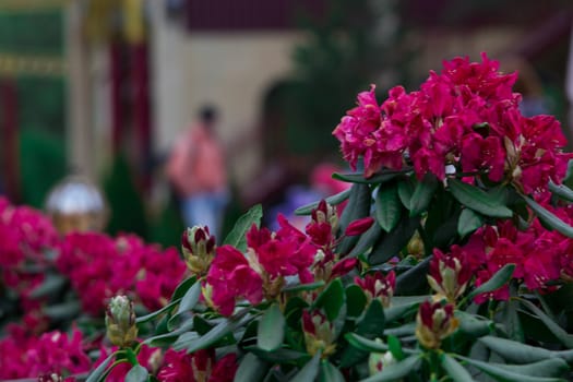 flowers summer South field amazing color love