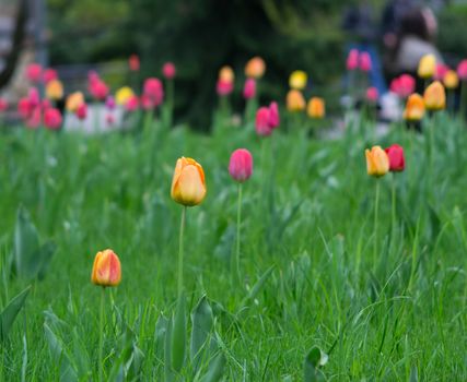 flowers summer South field amazing color love