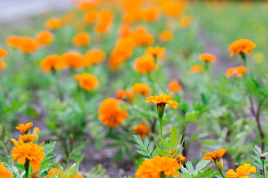 flowers summer South field amazing color love