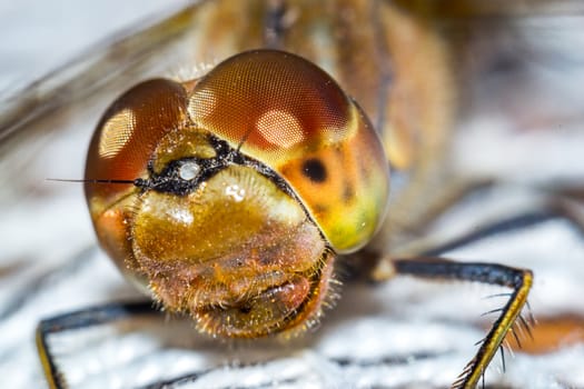 A close-up of the dragonfly's head, eyes and mouth