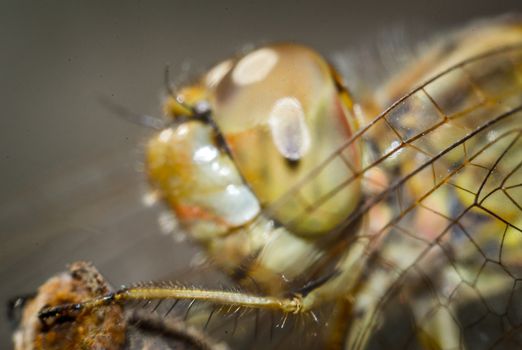 A close-up of the dragonfly's head, eyes and mouth