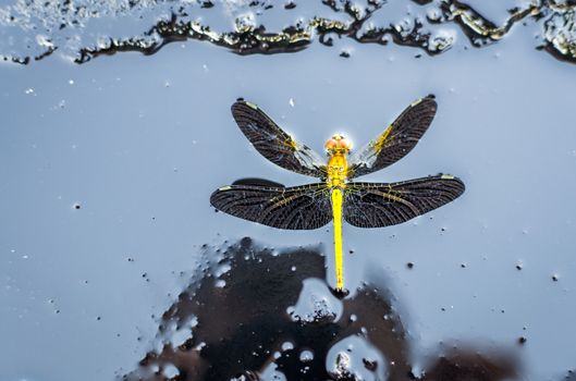 dragonfly on black background macro close up