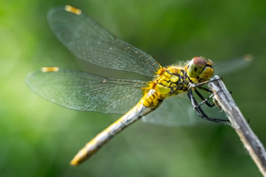 dragonfly on a grass background green close up macro