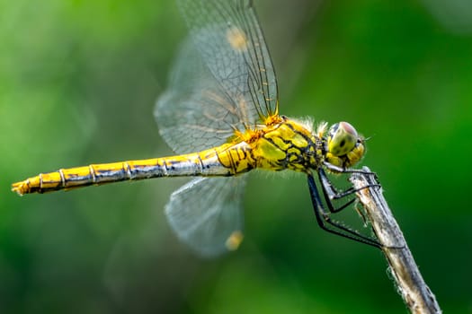 dragonfly on a grass background green close up macro