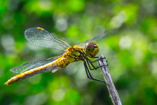 dragonfly on a grass background green close up macro