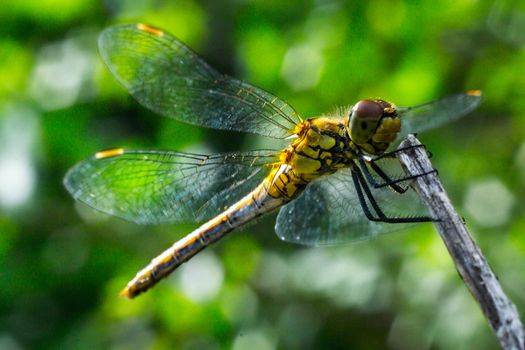 dragonfly on a grass background green close up macro