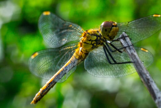 dragonfly on a grass background green close up macro