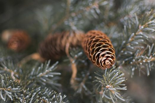 A close-up of a spruce cone and green branches.