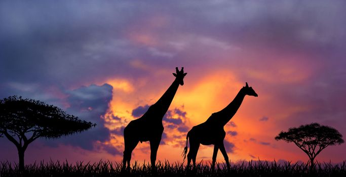 Silhouettes of two giraffes against a sunset. Giraffes and evening sunset.                                                             