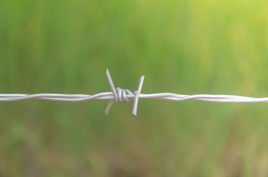 Barbed wire in the forest to protect nature.