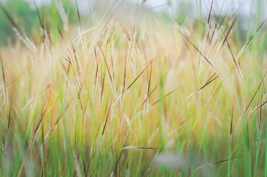 Wild field of grass on sunset, soft sun rays, warm