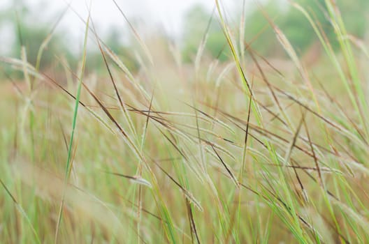 Wild field of grass on sunset, soft sun rays, warm