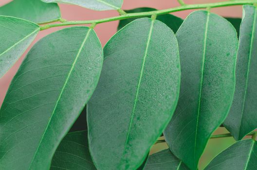 Pterocarpus macrocarpus green leaf close up