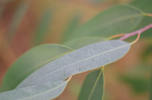 eucalyptus, foliage, fresh, garden, green, grow, growth, gum