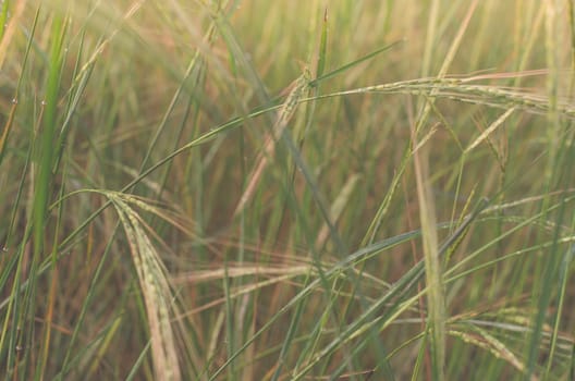 Macro photo wheat field. Spica barley bread yellow winter