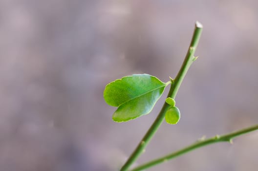 The branches and lime green.