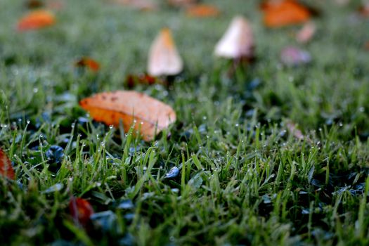 Dew water droplets in selective focus on grass, with autumnal leaves scattered beyond