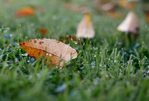 Orange fall leaf in selective focus on dew-covered grass in autumn