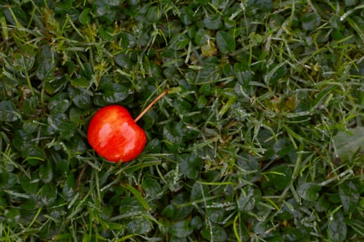 Bright red crab apple, fallen onto frosty, dew-covered grass in the autumn