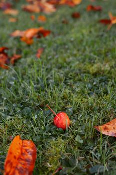 Single crab apple fruit among golden autumn leaves on frosty grass