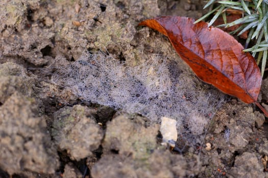 Dew-covered spider web, spun across earth in a flower bed among autumn leaves