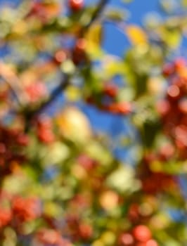 Abstract defocused bokeh background of colourful crab apple tree with red fruit and green leaves