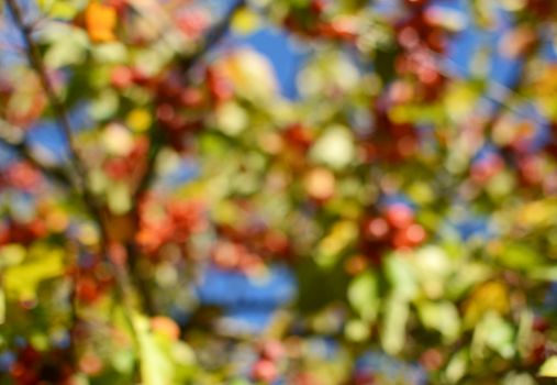 Abstract out of focus background of autumnal tree with red crab apples and green foliage