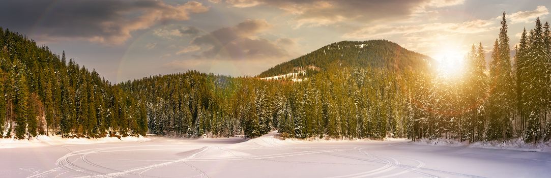 snowy meadow in spruce forest at sunset. location lake Synevyr Ukraine, frozen in winter. beautiful nature panoramic landscape in Carpathian mountains