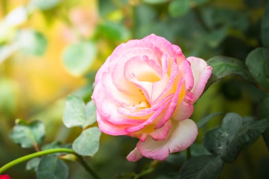 Roses in the garden, Roses are beautiful with a beautiful sunny day.