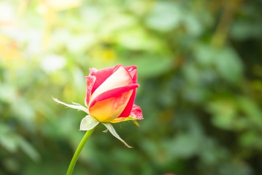 Roses in the garden, Roses are beautiful with a beautiful sunny day.