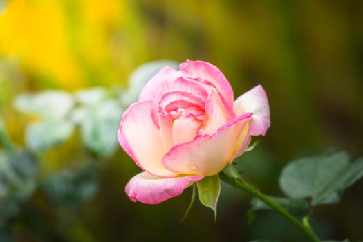 Roses in the garden, Roses are beautiful with a beautiful sunny day.