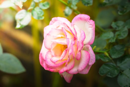 Roses in the garden, Roses are beautiful with a beautiful sunny day.