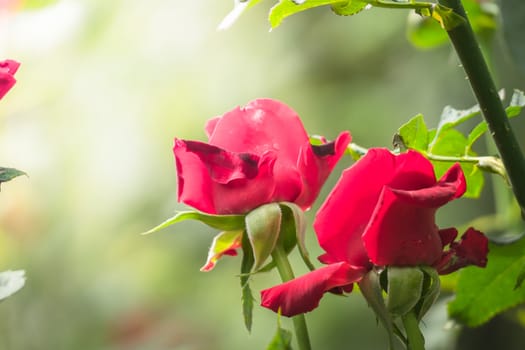 Roses in the garden, Roses are beautiful with a beautiful sunny day.