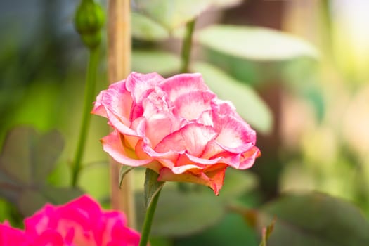 Roses in the garden, Roses are beautiful with a beautiful sunny day.