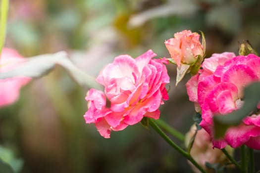 Roses in the garden, Roses are beautiful with a beautiful sunny day.