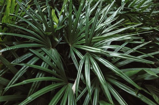 Green Leaves Background.